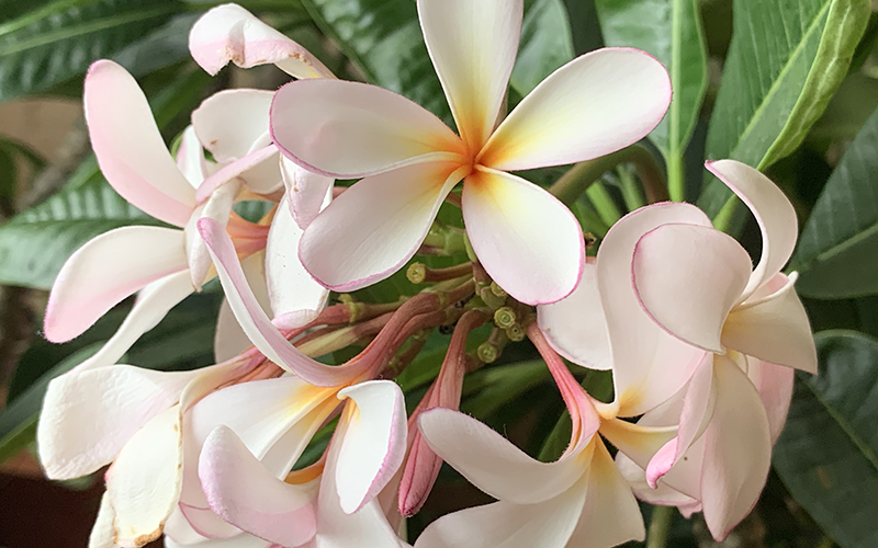 Plumeria Flower Meaning In Urdu Best Flower Site